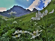 05 Anemonastrum narcissiflorum (Anemone narcissino) con Corna Piana (2302 m)